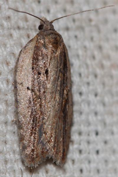 Tordeuses Tortricidae Latreille, 1802