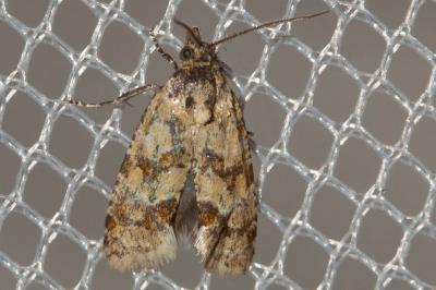  Aethes williana (Brahm, 1791)