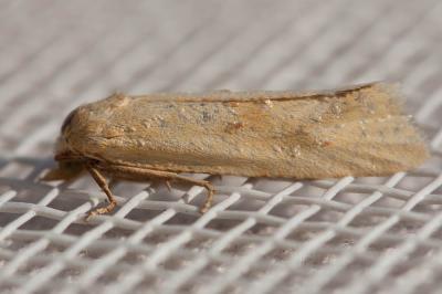  Cochylimorpha meridiana (Staudinger, 1859)