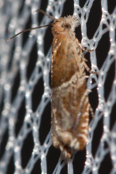  Ancylis comptana (Frölich, 1828)