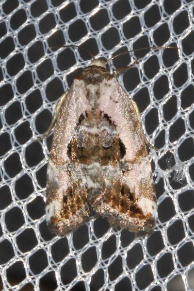 Erastrie gracieuse (L') Elaphria venustula (Hübner, 1790)