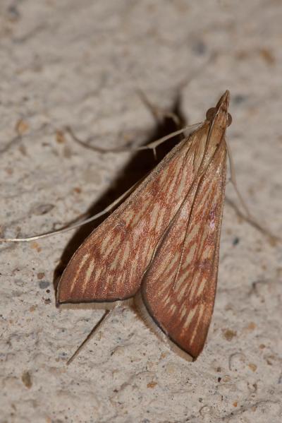  Antigastra catalaunalis (Duponchel, 1833)