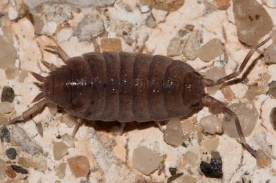  Porcellionides pruinosus (Brandt, 1833)
