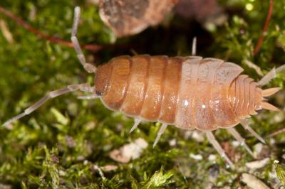  Porcellionides pruinosus (Brandt, 1833)