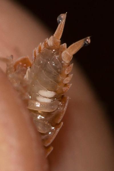  Porcellionides pruinosus (Brandt, 1833)