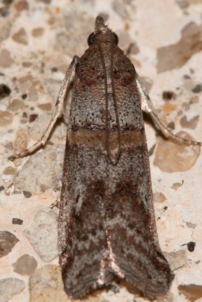  Acrobasis bithynella Zeller, 1848