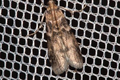  Euzophera pinguis (Haworth, 1811)