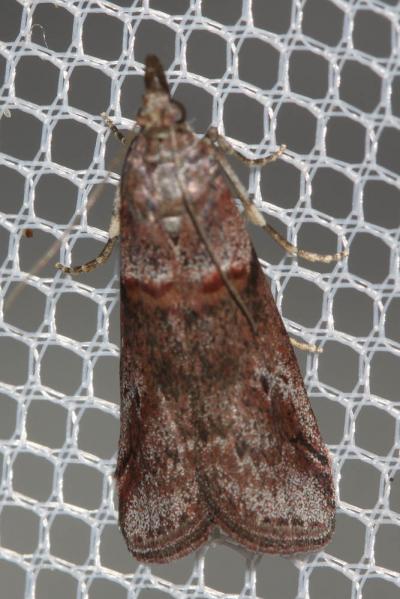  Acrobasis obliqua (Zeller, 1847)