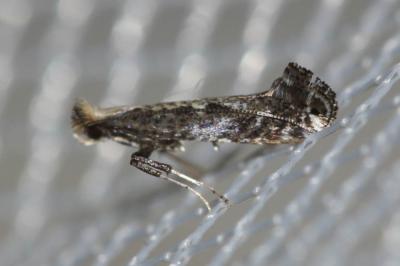  Parornix scoticella (Stainton, 1850)