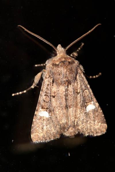 Ecu blanc (L') Dryobota labecula (Esper, 1788)