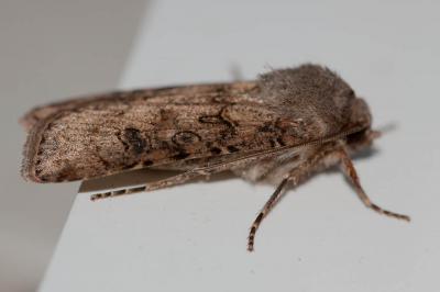 Pointillée (La) Agrotis clavis (Hufnagel, 1766)