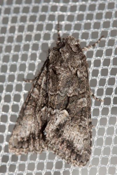 Jaspe gris (Le) Dryobotodes monochroma (Esper, 1790)