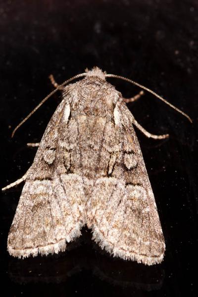 Noctuelle de l'Osier Brachylomia viminalis (Fabricius, 1777)