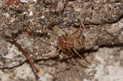 Araignée cracheuse Scytodes thoracica (Latreille, 1802)