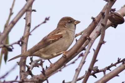 Moineau domestique Passer domesticus (Linnaeus, 1758)