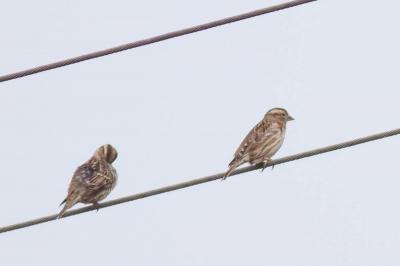 Moineau soulcie Petronia petronia (Linnaeus, 1766)