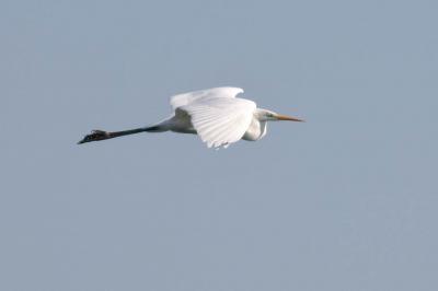 Grande Aigrette Ardea alba Linnaeus, 1758