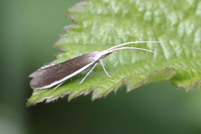  Coleophora albella (Thunberg, 1788)