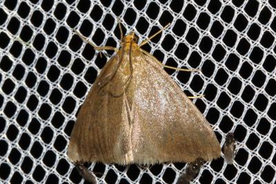  Evergestis aenealis (Denis & Schiffermüller, 1775)