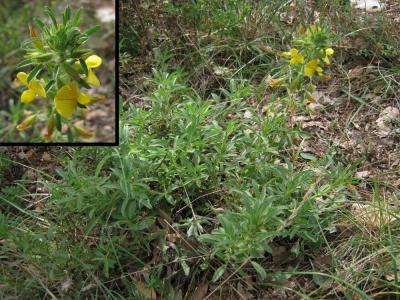Bugrane pubescent, Bugrane pubescente Ononis pubescens L., 1771