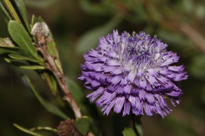 Turbith Globularia alypum L., 1753