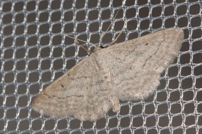 Acidalie allongée (L') Idaea elongaria (Rambur, 1833)