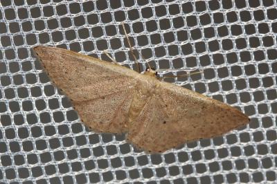 Acidalie pointillée (L') Idaea eugeniata (Dardoin & Millière in Millière, 1870)