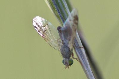  Acanthiophilus helianthi (Rossi, 1794)