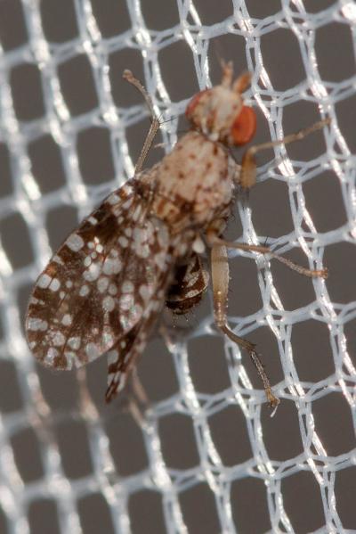  Trypetoptera punctulata (Scopoli, 1763)
