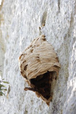 Frelon d'Europe, Frelon, Guichard Vespa crabro Linnaeus, 1758
