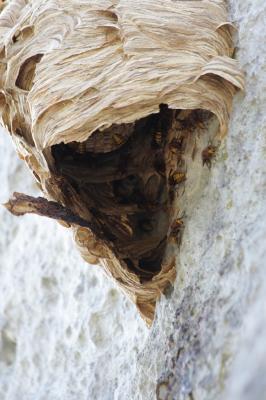 Frelon d'Europe, Frelon, Guichard Vespa crabro Linnaeus, 1758