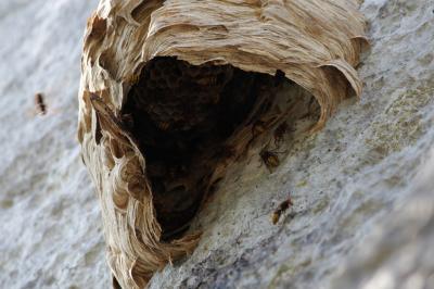 Frelon d'Europe, Frelon, Guichard Vespa crabro Linnaeus, 1758