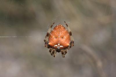  Araneus pallidus Olivier, 1789