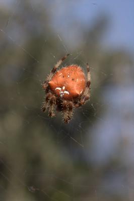  Araneus pallidus Olivier, 1789