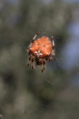  Araneus pallidus Olivier, 1789
