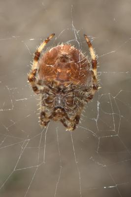  Araneus pallidus Olivier, 1789