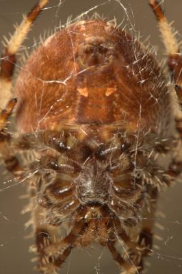  Araneus pallidus Olivier, 1789