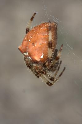  Araneus pallidus Olivier, 1789