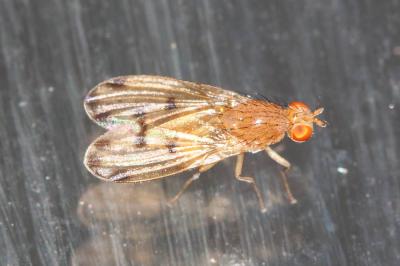  Lyciella decempunctata (Fallén, 1820)