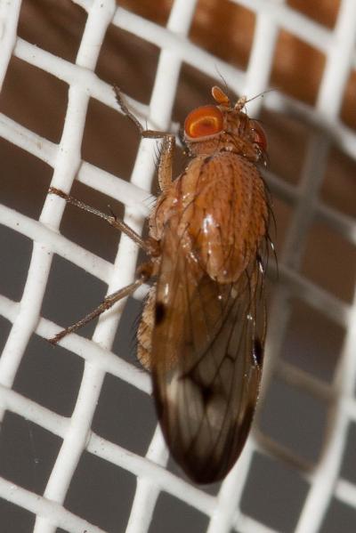  Minettia inusta (Meigen, 1826)