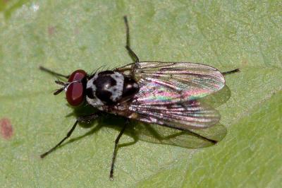  Anthomyia procellaris Rondani, 1866