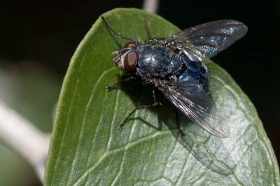  Calliphora vicina Robineau-Desvoidy, 1830