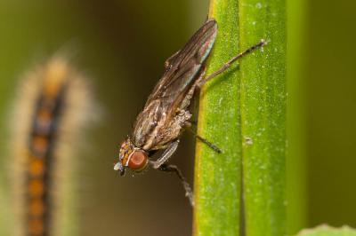  Pherbellia cinerella (Fallén, 1820)