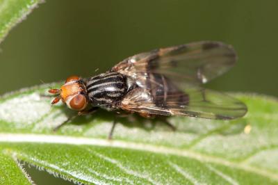  Otites jucunda (Robineau-Desvoidy, 1830)
