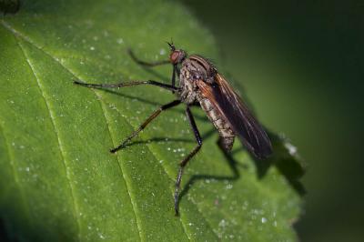 Empis marqueté Empis tessellata Fabricius, 1794
