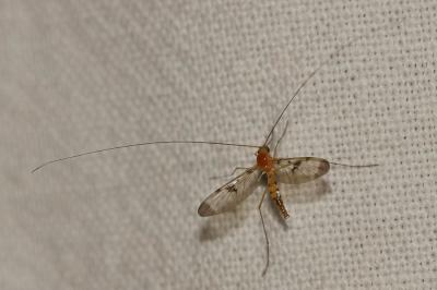  Macrocera phalerata Meigen, 1818
