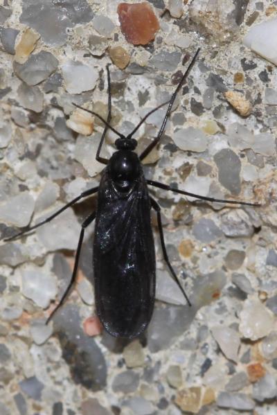  Sciara analis Schiner, 1864