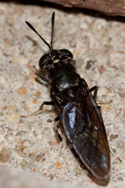  Hermetia illucens (Linnaeus, 1758)