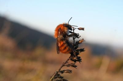 Bourdon des champs Bombus pascuorum (Scopoli, 1763)