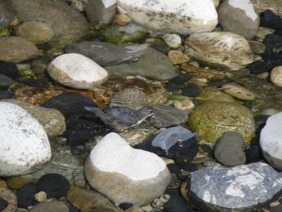 Cincle plongeur Cinclus cinclus (Linnaeus, 1758)